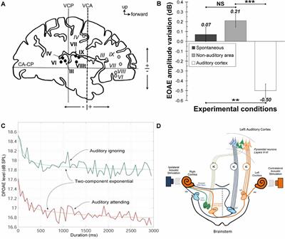 Top-Down Inference in the Auditory System: Potential Roles for Corticofugal Projections